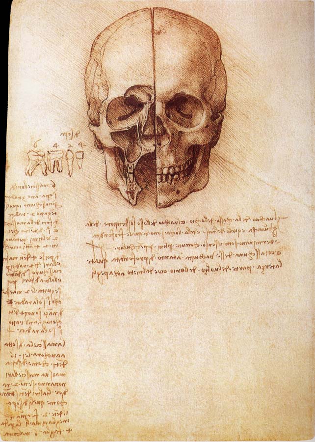 Anatomy of the Schadels